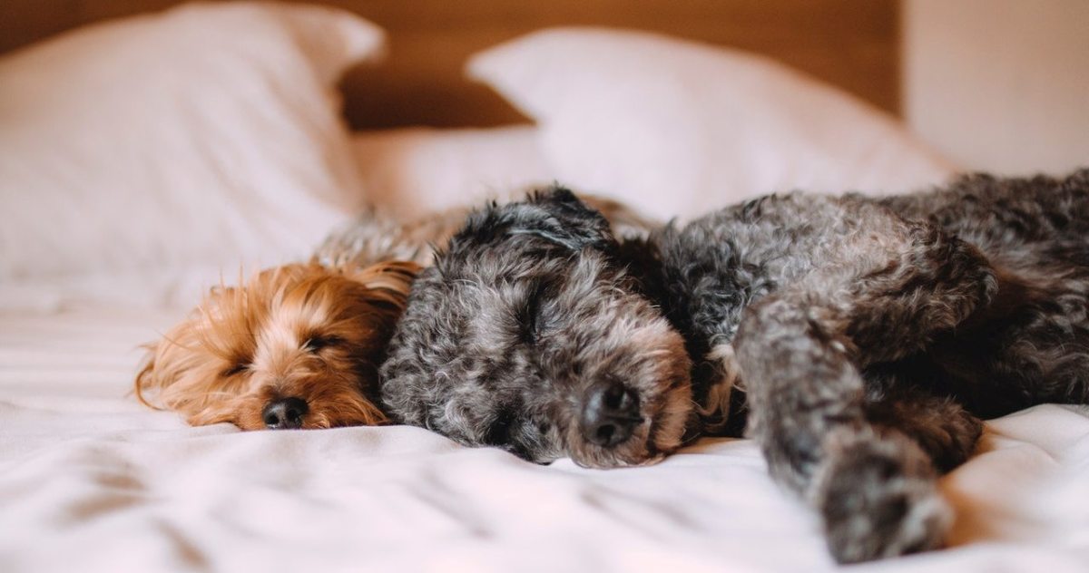 What are pet friendly hotels? How to find a hotel that accepts pets